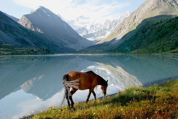Horse on mountain lake Ak-kem, Altai, Russia