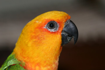 beautiful colorful gold capped sun conieur tropical bird.