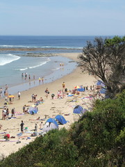 Obraz premium Life on a beach in Australia