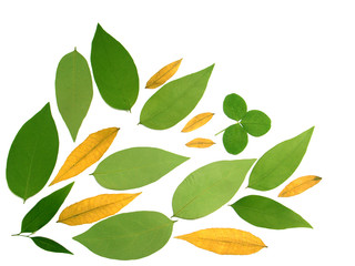 Naklejka premium feuillage sec