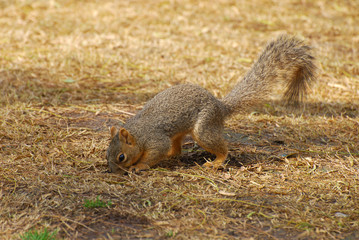 Young squirrel looking for food in the park