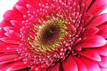 Blume