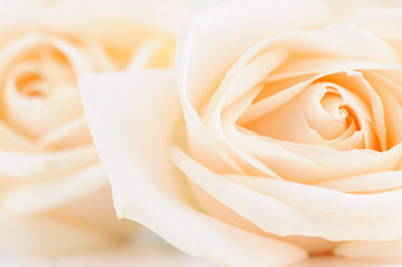 Delicate high key beige roses macro floral background