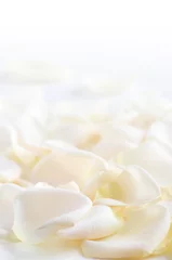 Papier Peint photo autocollant Roses Abstract background of fresh white rose petals