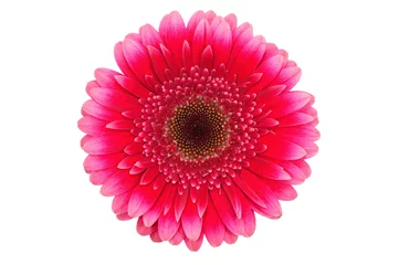 Cercles muraux Gerbera Blume