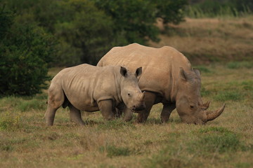 Fototapeta premium Rhino calf with its mother