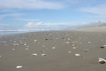 Muscheln am Strand