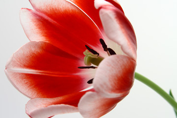 Tulips Red and White