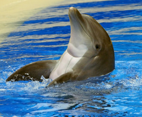 Fototapeta premium SALUTATIONS 