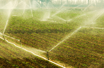 Vegetable field being irrigated in the early in the morning