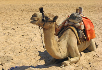 Egypt- detail camel in sand
