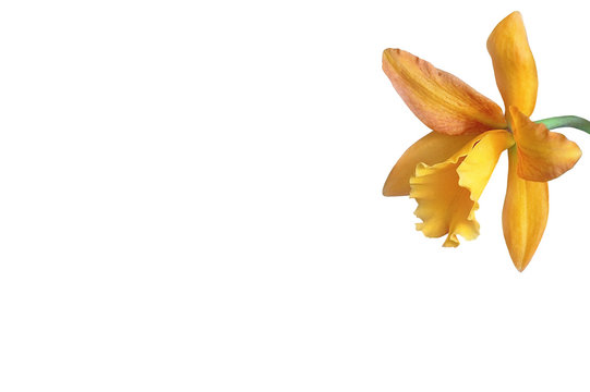 Orchideenbl&uuml;te 
