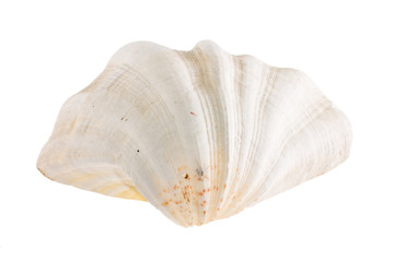 Sea cockleshell shined from below on a white background