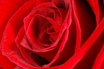 Macro of a red rose