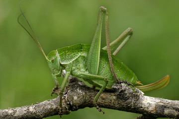 Grasshopper