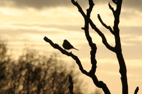 bird on a branch