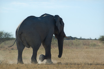 Fototapeta premium Lonely elephant