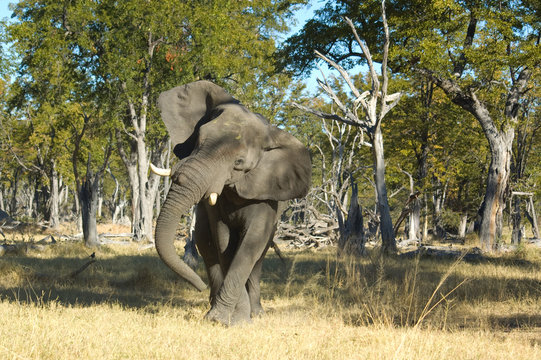 Fototapeta Elephant