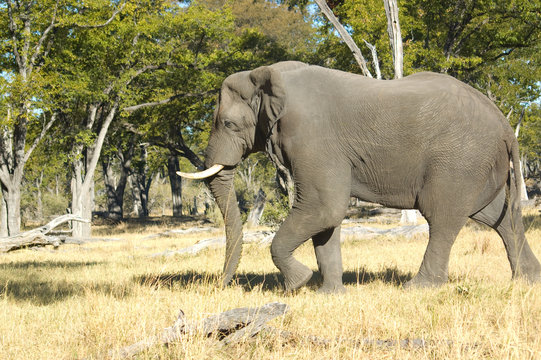 Fototapeta Elephant