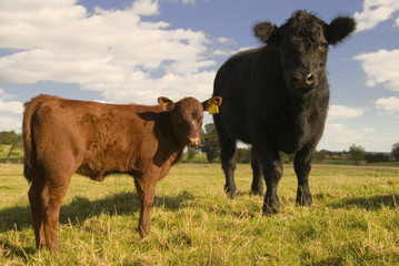 Two inquisitive juvenile cows in a springtime field