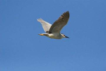 Blackcrowned Night Heron in flight against a clear blue sky.