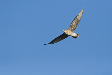 Cape Kelp Gull in flight against a clear blue sky.