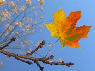Zweig mit herbstlichem Blatt