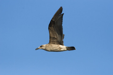 Cape Kelp Gull in flight against a clear blue sky.