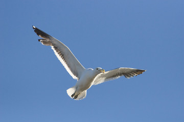 Cape Kelp Gull in flight against a clear blue sky.