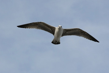 flying  seagull 
