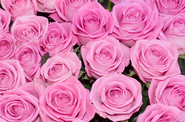 pink roses background of my floral backgrounds series