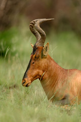 Red hartebeest portrait