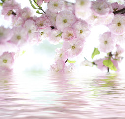 beautiful rose spring flower reflected in water