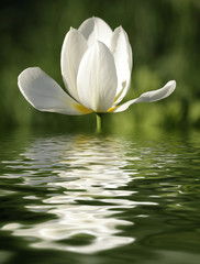 beautiful yellow flower reflected in water