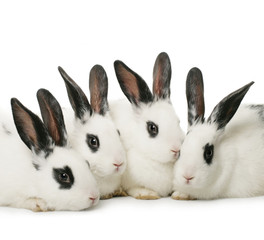 close up portrait of four cute rabbits
