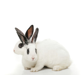 close up portrait of twin cute rabbits