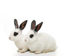 close up portrait of twin cute rabbits
