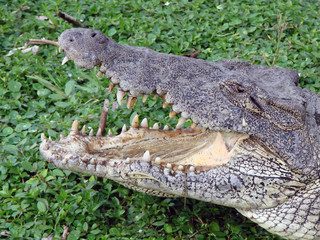 Obraz premium alligator