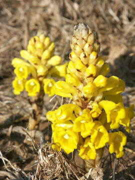 fleurs de cistanches au Maroc