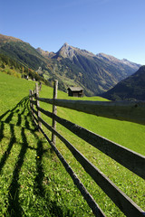 A fence in an alpine meadow; portrait mode