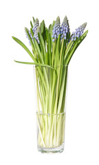 Fototapeta premium muscari in a tall glass