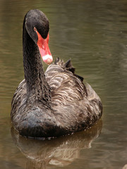 black swan