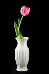  Tulip in a white vase on a black background