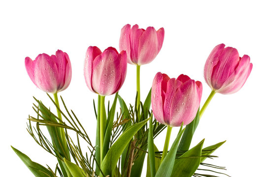  Pink tulips with drops of water on a white background