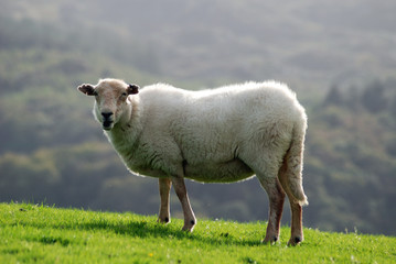 Sheep 77