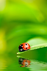 Ladybug on a leaf reflected on water - 6059882