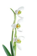 Close-up of white snowdrops against white background