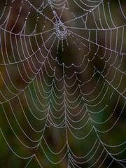 Drops of dew on a web. Autumn.