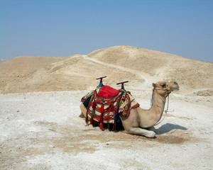 Fototapeta premium Camel in a desert
