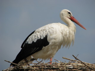 Alsace - Ciconia ciconia (Stork)